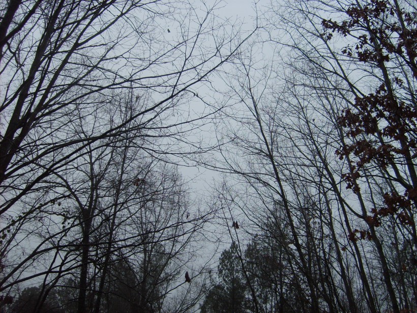 Rainy, Grey Day in Alabama